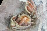 Beautiful Basseiarges Trilobite With Partial - Jorf, Morocco #108757-4